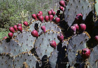 EHX0408 Opuntia neochrysacantha.JPG