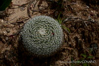 LRP1192 Mammillaria sp..jpg