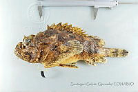 SGQ3481 Scorpaena plumieri.jpg
