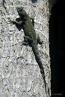 VHL0510 Sceloporus asper.jpg