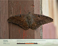 Mariposa Negra.jpg