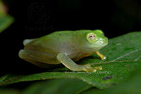 VHJA 0025 Hyalinobatrachium viridissimum.jpg