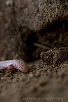 IDG0709 Bipes biporus.jpg