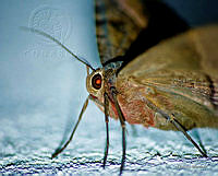 Lepidoptera (Octavio A. Martinez).jpg