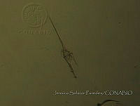 JSP059 Ceratium lineatum.JPG