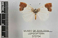 JF018 0604 Lamphiotes velazquezi.jpg