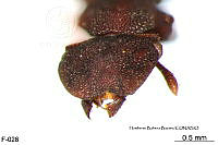 ME006 Hormi 0180 Cephalotes pallens.jpg