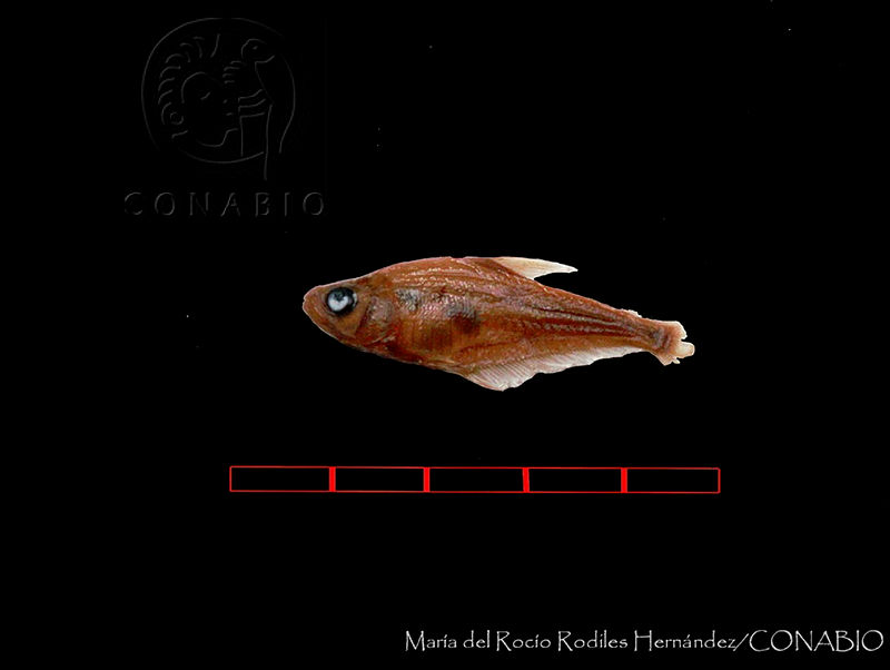 ECOSC 0001%20Roeboides%20guatemalensis.jpg.rSfE8Ir1MeltnTVhQA3g0JtbmFja29CbnFuZ3NAbXJ6LGtwZwA.89HpUmpwLh