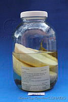 RBB0104 Citrus medica.tif