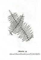 MARL0432 Marattia sp..jpg