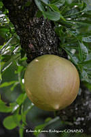 RRR0293 Crescentia alata.jpg