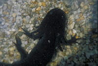 CSP0512 Ambystoma mexicanum.jpg
