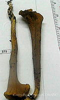 CBA0153 Clavariadelphus truncatus.JPG