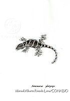 MARL0698 Xenosaurus platyceps.jpg