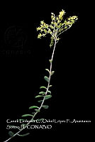 Atleq 0595 Sedum sp..jpg