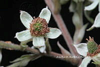 ME010 JA 00596 Rubus schiedeanus Steud., 1841.JPG