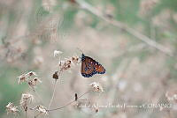 ZAPF0352 Danaus gilippus.jpg