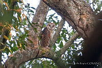 ACR0041 Tyto furcata.jpg