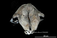 ME006 MM 126 Globicephala macrorhynchus.jpg