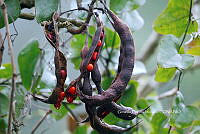 RG055 0085 Erythrina americana.jpg