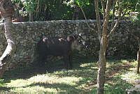 VLP01 Tapirus sp..jpg