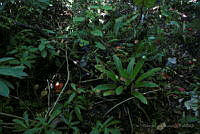 RLR022 Ocozocoautla, Chiapas.jpg