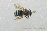 CGVM1213 Nomia tetrazonata ssp. uvaldensis.jpg