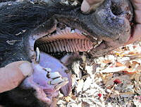 GAAF020 Sus scrofa.jpg