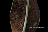 Zongo 2269 Elaphoglossum revolutum.jpg