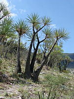 CGL0326 Beaucarnea gracilis.jpg