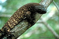 GC0082 Heloderma horridum.jpg