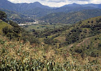 EHX0647 Zea mays.JPG