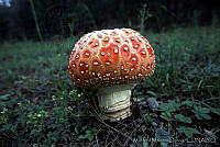 MMO0061 Amanita muscaria.jpg