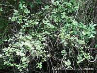 MEGA 0505 Coccoloba goldmanii.JPG
