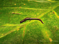 JLALyEPA0025 Thorius pennatulus.jpg