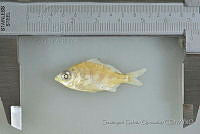 SGQ0902 Gerres cinereus.jpg