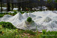 3R 01418 Invernaderos en Chinampa.jpg