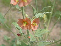 CAGM 0021 Sphaeralcea ambigua.jpg