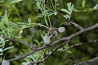 EMA009 Bursera toledoana.jpg