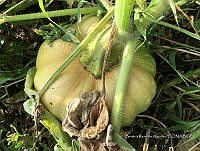 SG002 0169 Cucurbita moshcata.jpg