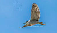 SM0675 Nycticorax nycticorax.jpg
