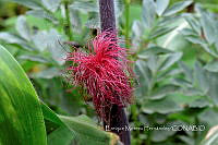 EMH 0016 Zea mays.jpg