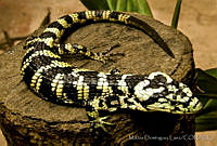 MDL0001 Abronia deppii.jpg