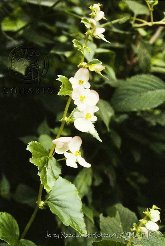 733%20Begonia%20balmisiana.jpg.nyf8p4v0Mcl1MXVhQA3g0JtbmFja29CbnFuZ3NAbXJ6LGtwZwA. HGf53LfDS
