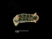 KT014 0403 Felimida dalli.JPG