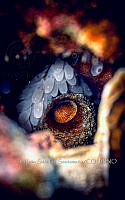 Mamá pulpo.jpg
