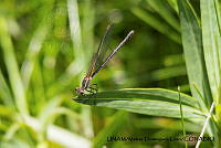 PJ016 0608 Hetaerina americana.JPG