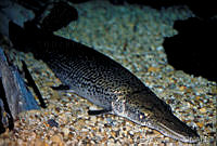 OMO0006 Atractosteus spatula.jpg