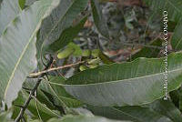 SG019 0400 Mangifera.jpg
