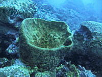 JAJ0475 Geodia neptuni.jpg